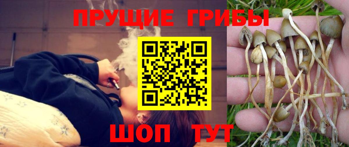 Галлюциногенные грибы GOLDEN TEACHER  где можно купить наркотик  Северск  Вход с VPN  Псилоцибиновые грибы Psilocybine cubensis 